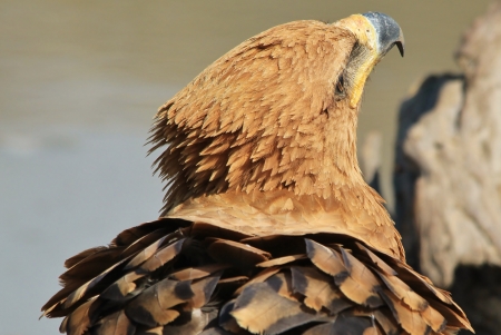 Tawny Eagle - Wild Bird background from Africa - Looking for Angelsの写真素材