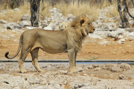 Lion - Predator and Wildlife from Africa - King of the Jungleの写真素材