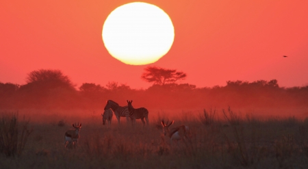 Sunset - Color and Zebras of Mother Nature as seen in the wilds of Africa の写真素材