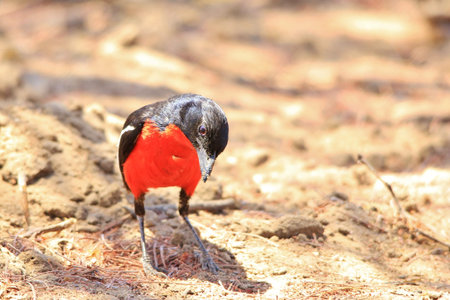 Crimson-breasted Shrike - Wild Colorful Bird Background from Africa - Beautiful Red