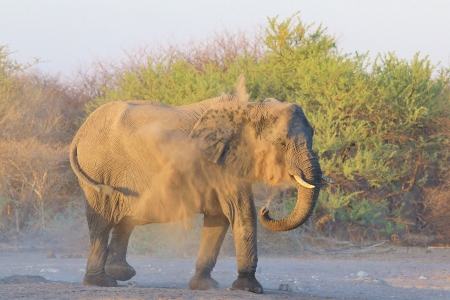 Elephant, African - Wildlife Background from Africa - Dust Bath of Funの写真素材