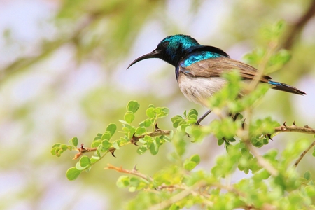 White Belly Sunbird - Wild Bird Background from Africa - Iridescent Colorsの写真素材