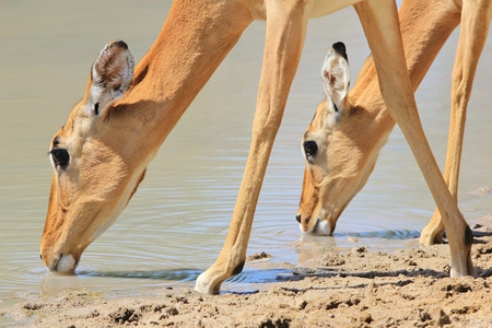 Impala - Wildlife  from Africa - Symmetry of Quenching Thirstの写真素材