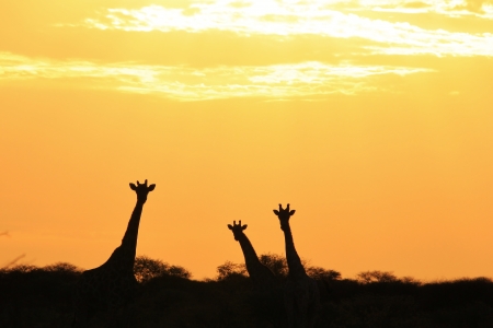 Giraffe and Golden Sunset - Wildlife Background from Africa - Wonder of Colorの写真素材