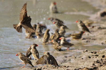 Summer Splosh - Red Billed Quelea - Wild Bird Background from Africaの写真素材