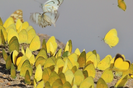 Yellow Butterfly - Natural Colors of Lifeの写真素材