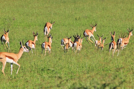 Springbok - Wildlife Background from Africa - Herd on the moveの写真素材