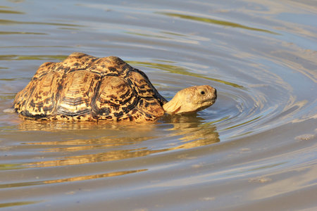 Tortoise - Wildlife Background from Africa - Funny Nature