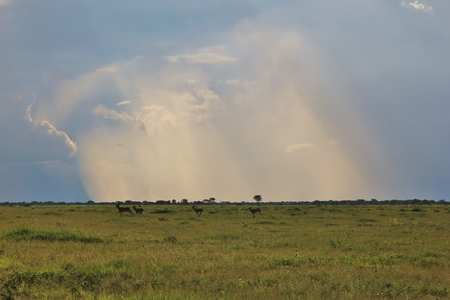 Landscape Background from the African plains - Rainstormの写真素材