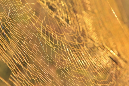 Spider Web - Cobweb from Nature with Golden fine detailの写真素材