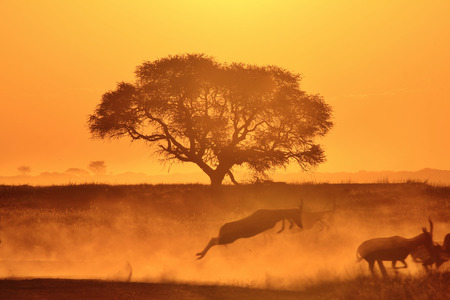 Nature Gold - Sunset Background from Africa - Wonders of Life, Harmony of Freedomの写真素材