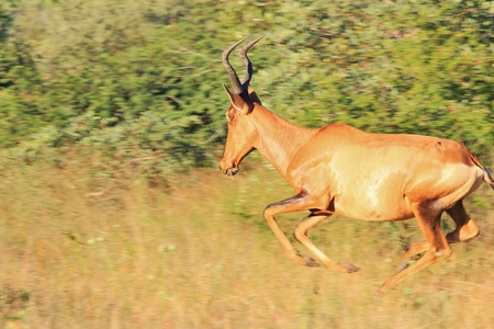 Red Hartebeest - Wildlife Background from Africa - Running Redの写真素材