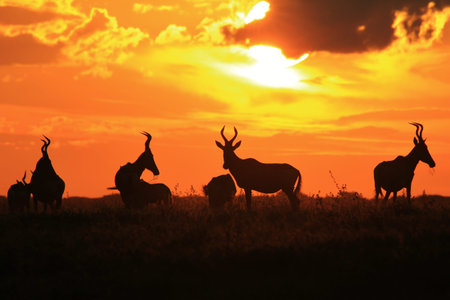 Red Hartebeest - Wildlife Background from Africa - Beautiful Gold and Wonderful Freedom in Natureの写真素材