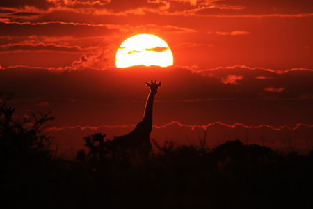 Giraffe Silhouette - Wildlife Background from Africa - Sunset Gold and Peaceful Natureの写真素材