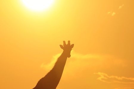 Giraffe Sunset - Wildlife Background from Africa - Wonderful Lifeの写真素材