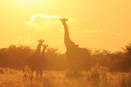 Giraffe Sunset - Wildlife Background from Africa - Wonders of Nature and Colors of Yellow Lifeの写真素材