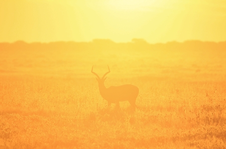Impala - Wildlife Background from Africa - Nature s Golden Animalの写真素材