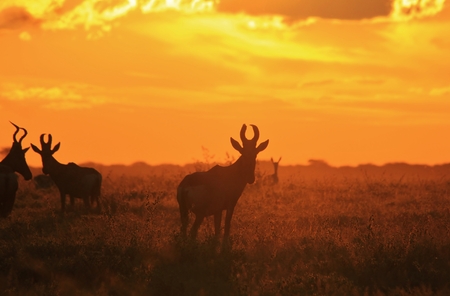 Red Hartebeest - Wildlife Background from Africa - Super Colors and Beautiful Natureの写真素材