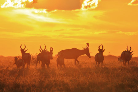 Red Hartebeest - Wildlife Background from Africa - Beautiful Colors from Natureの写真素材