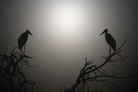 Marabou Stork - Looking at Life and Lightの写真素材
