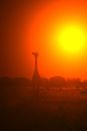 Giraffe Sunset - Wildlife Background from Africa - Glowing Red Heatの写真素材