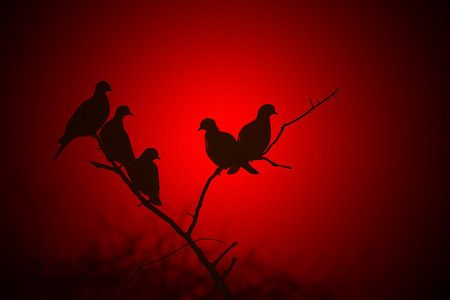 Silhouette of Red - African Turtle Doves in Blissの写真素材