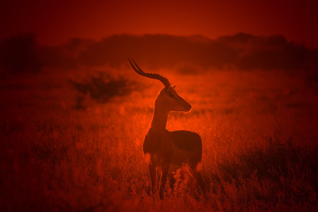 Impala - Wildlife Background from Africa - Ram Redの写真素材