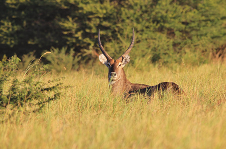 Waterbuck Bull - Wildlife Background from Africa - Intense Freedomの写真素材