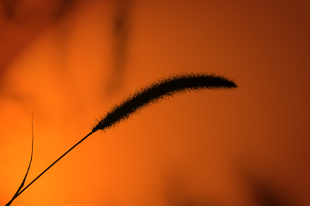 Wild Grass Seed - Nature Background from Africa - Sunset Shade and Glowの写真素材