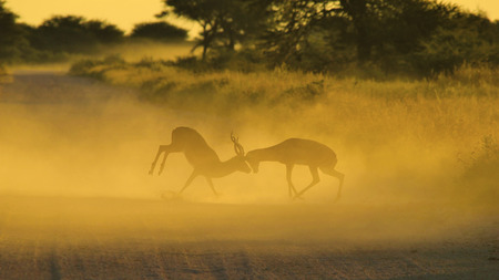 Impala - Wildlife Background from Africa - Fighting Ramsの写真素材
