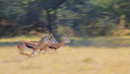 Springbok - Wildlife Background from Africa - Running Speed and Blurの写真素材