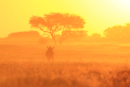 Blue Wildebeest Tranquility in Light and Sunsetの写真素材