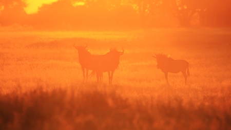 Blue Wildebeest in African Wildlife Backgroundの写真素材