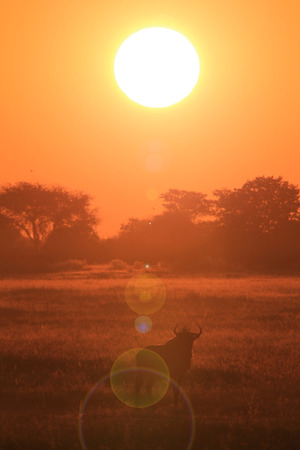 Blue Wildebeest with Sunset Flare of Lightの写真素材