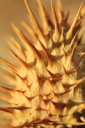 Seeds of Survival - Defending Lifeの写真素材