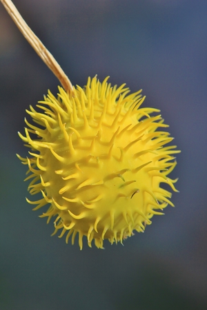 Seed and Plant Life from Africa - Ball of Spikesの写真素材