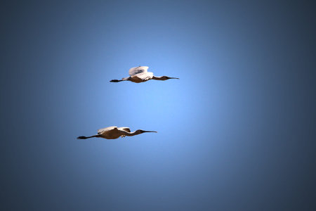 Spoon Bill Stork - African Wild Bird Background - Symmetry in Nature