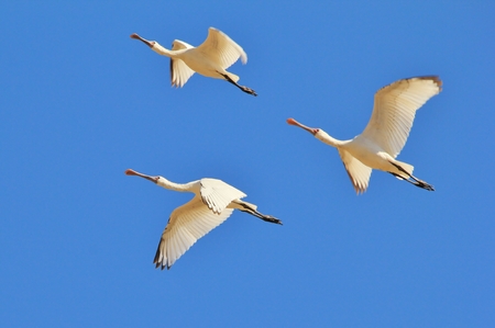 Spoon Bill Stork - African Wild Bird Background - Formation of Threeの写真素材