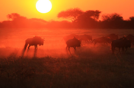 Blue Wildebeest - African Wildlife Background - Faded Goldの写真素材