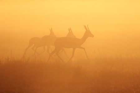 Springbok Silhouette - African Wildlife Background - Golden Sunset Gallopの写真素材