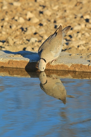 Cape Turtle Dove - African Wild Bird Background - Drink of Solitudeの写真素材