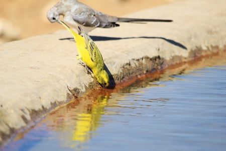 Yellow Canary - African Wild Bird Background - Looking down Colorのeditorial素材