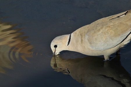 Cape Turtle Dove - African Wild Bird Background - Ripples of Reflection and Beautyの写真素材