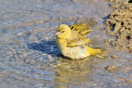 Southern Masked Weaver - African Wild Bird Background - Summer Swimの写真素材