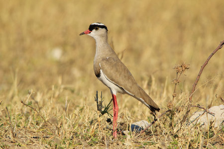 Crowned Plover - African Wild Bird Background - Prince of Birds
