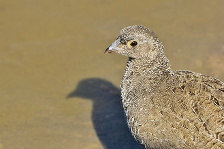 Francolin - African Wild Bird Background - Shadow of Beautyの写真素材