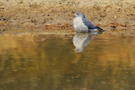 Pale Chanting Goshawk - African Wild Raptor Background - Golden Reflectionの写真素材
