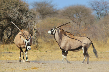 Gemsbok - African Wildlife Background - Intimidation in Natureの写真素材