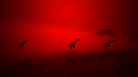 Giraffe - African Wildlife Background - Red Shadows of Dustの写真素材