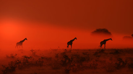 Giraffe - African Wildlife Background - Out of the Dustの写真素材